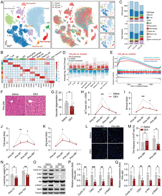 Ccl2-Induced Regulatory T Cells Balance Inflammation Through Macrophage Polarization During Liver Reconstitution