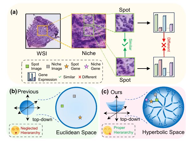 HyperST: Hierarchical Hyperbolic Learning for Spatial Transcriptomics Prediction