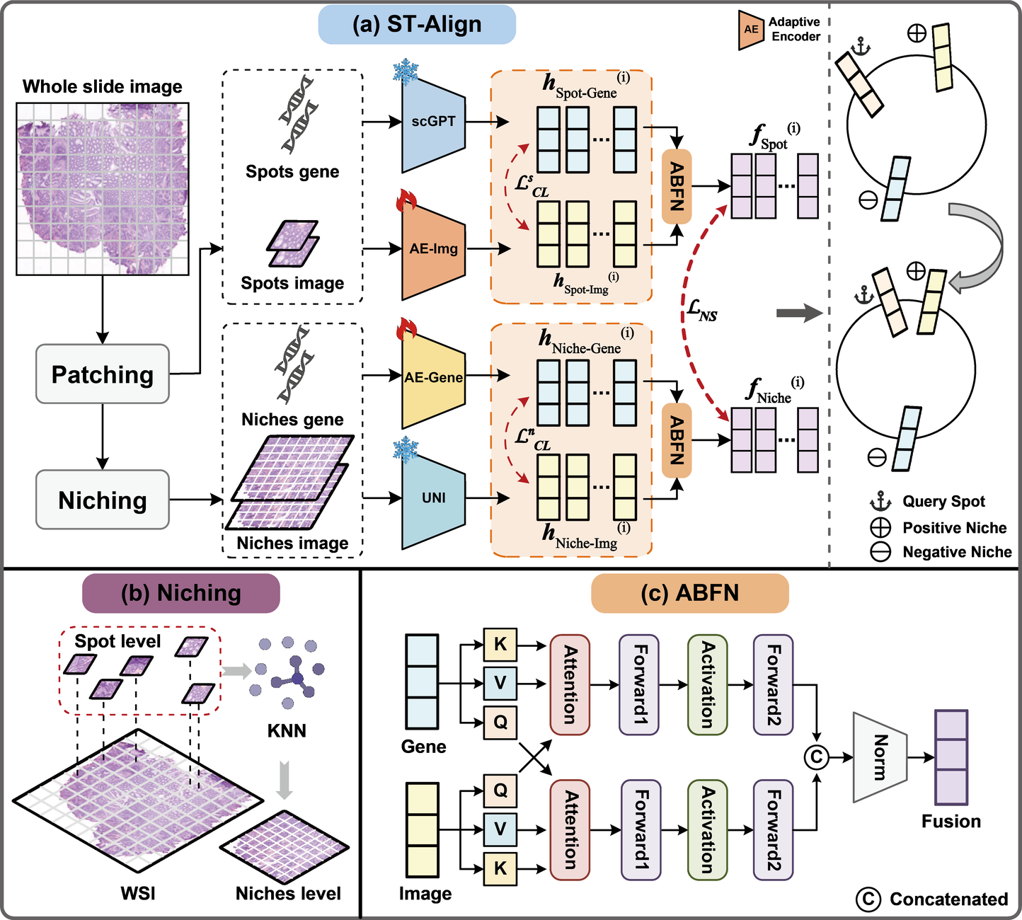 ST-Align: Multi-Scale Image-Gene Foundation Modeling for Spatial Transcriptomics via Spot-Niche Alignment